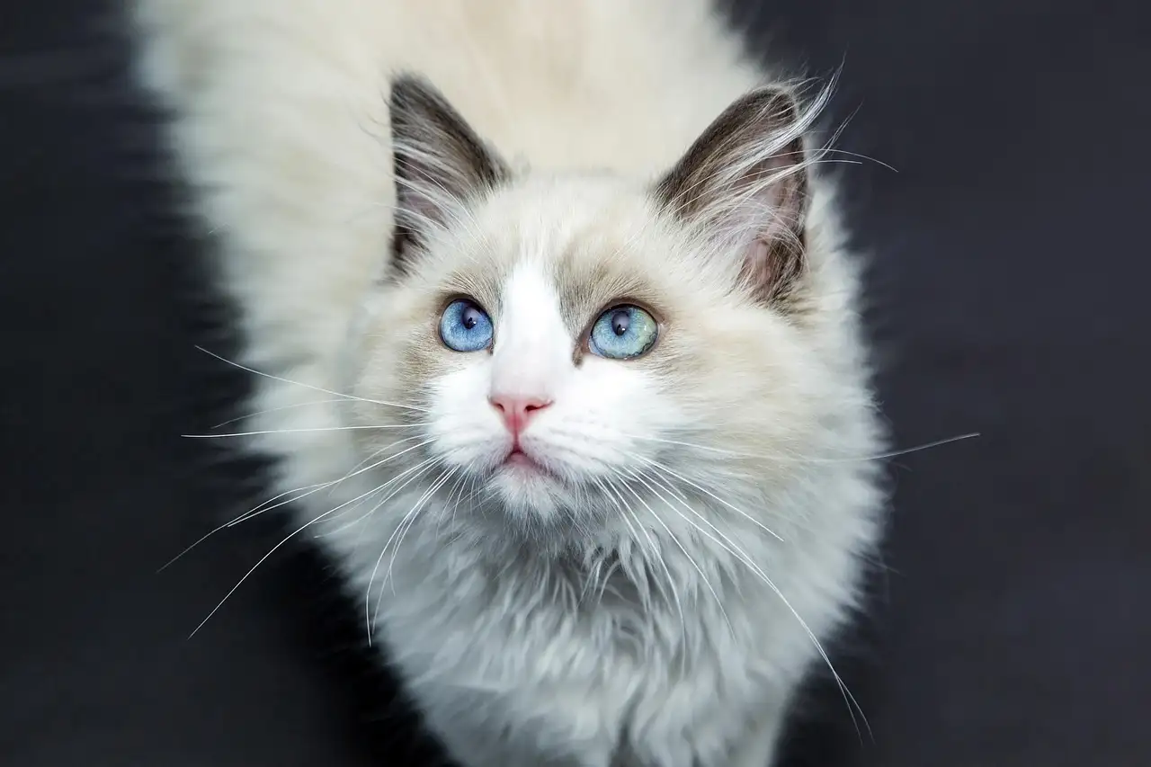 Afbeelding poes: Mooie poezen foto's en afbeeldingen