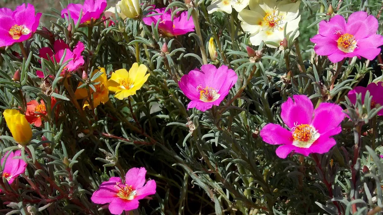 Anti poes plant: Kies de juiste planten voor een katvriendelijke tuin