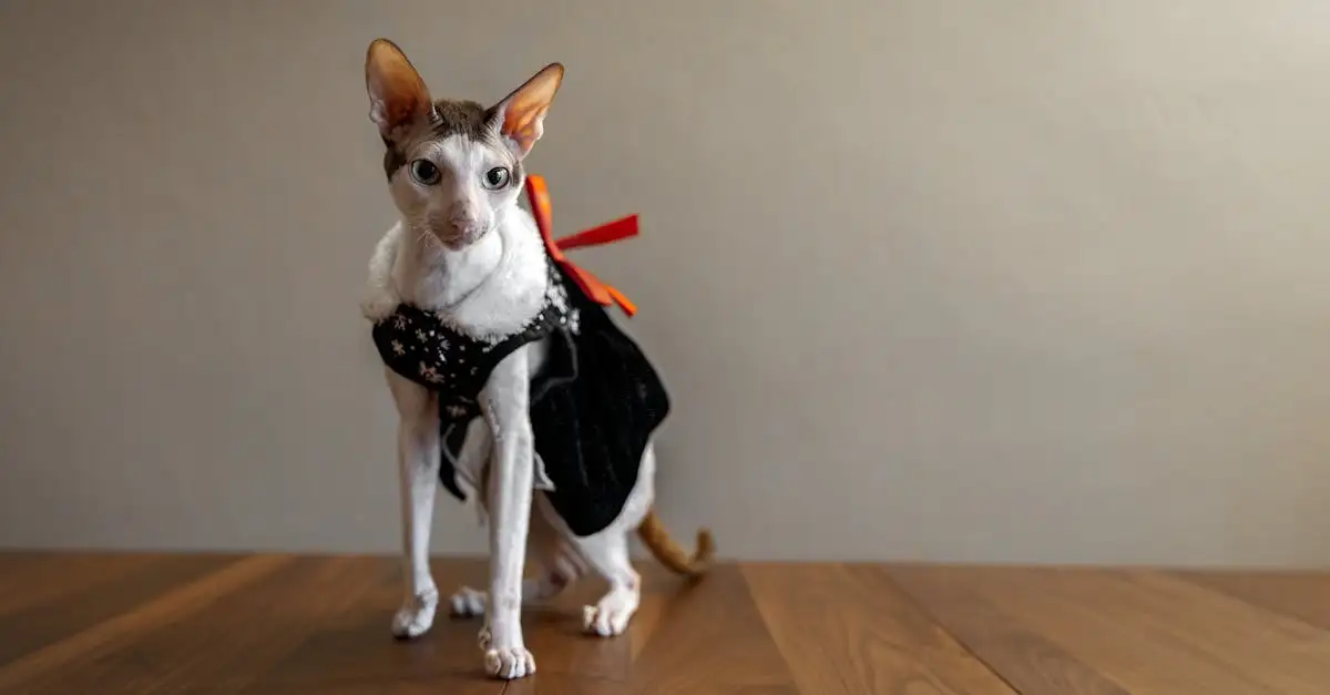 Devon rex poes kopen? Alles over dit bijzondere ras!