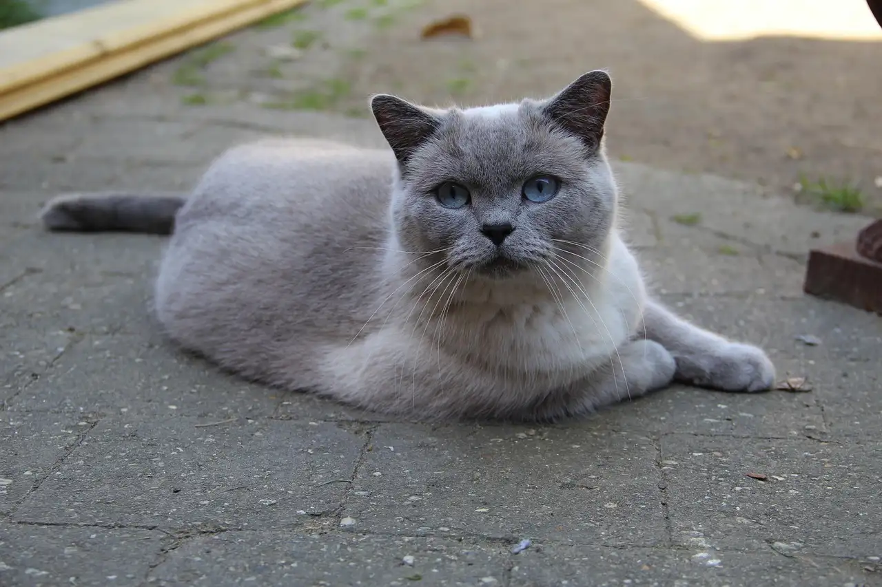 Gecastreerde poes: voordelen, verzorging & gedrag