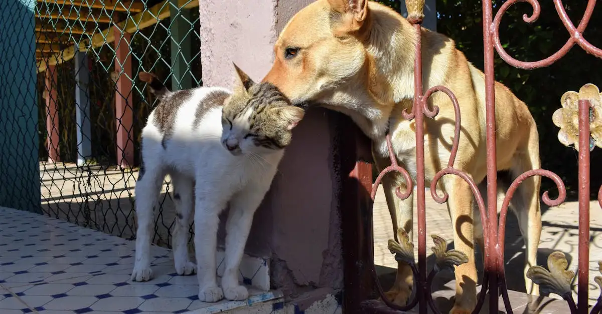 Hond en poes: Alles over de relatie tussen hond en kat