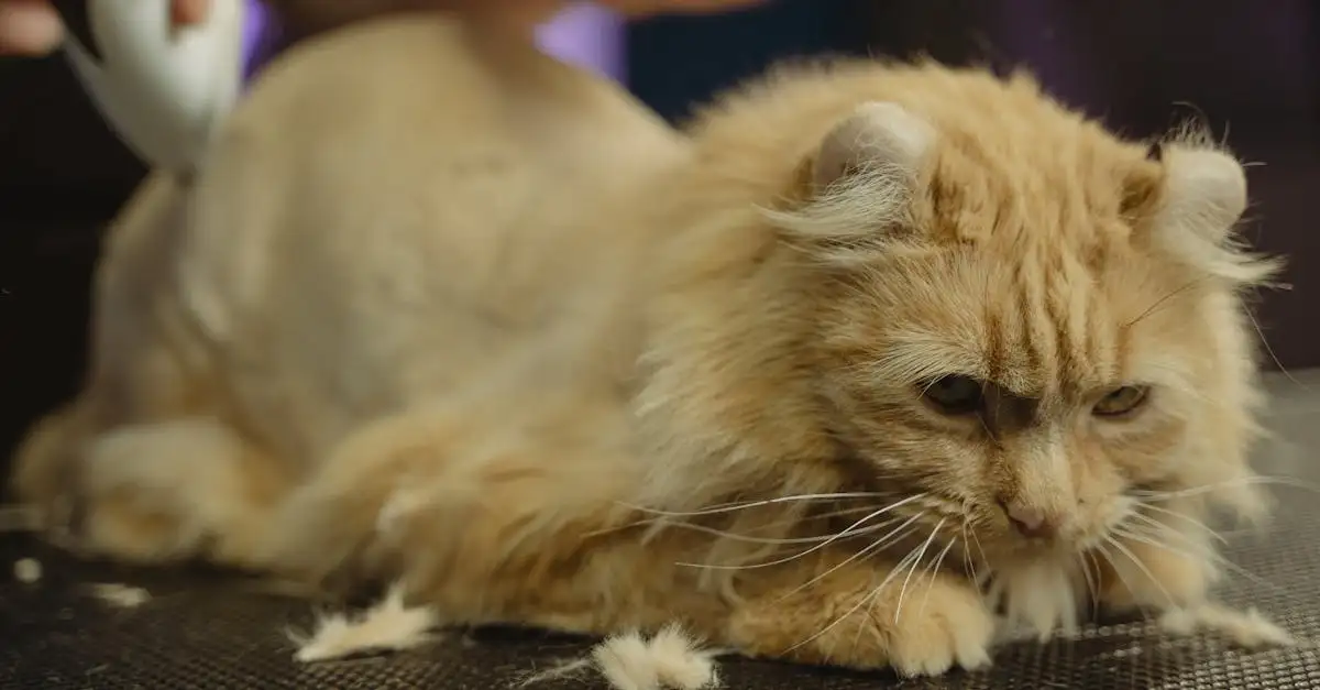 Kapper poes: Professionele vachtverzorging voor je kat