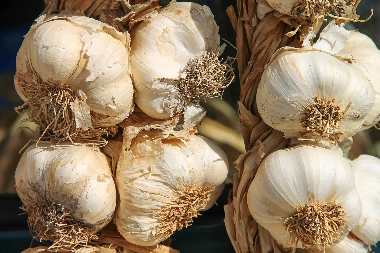 Knoflook poes: alles wat je moet weten & tips