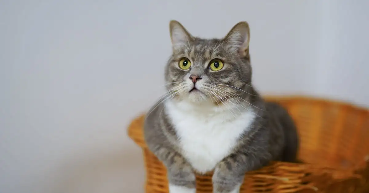 Kortharige poes met korte pootjes kopen? Info & tips!