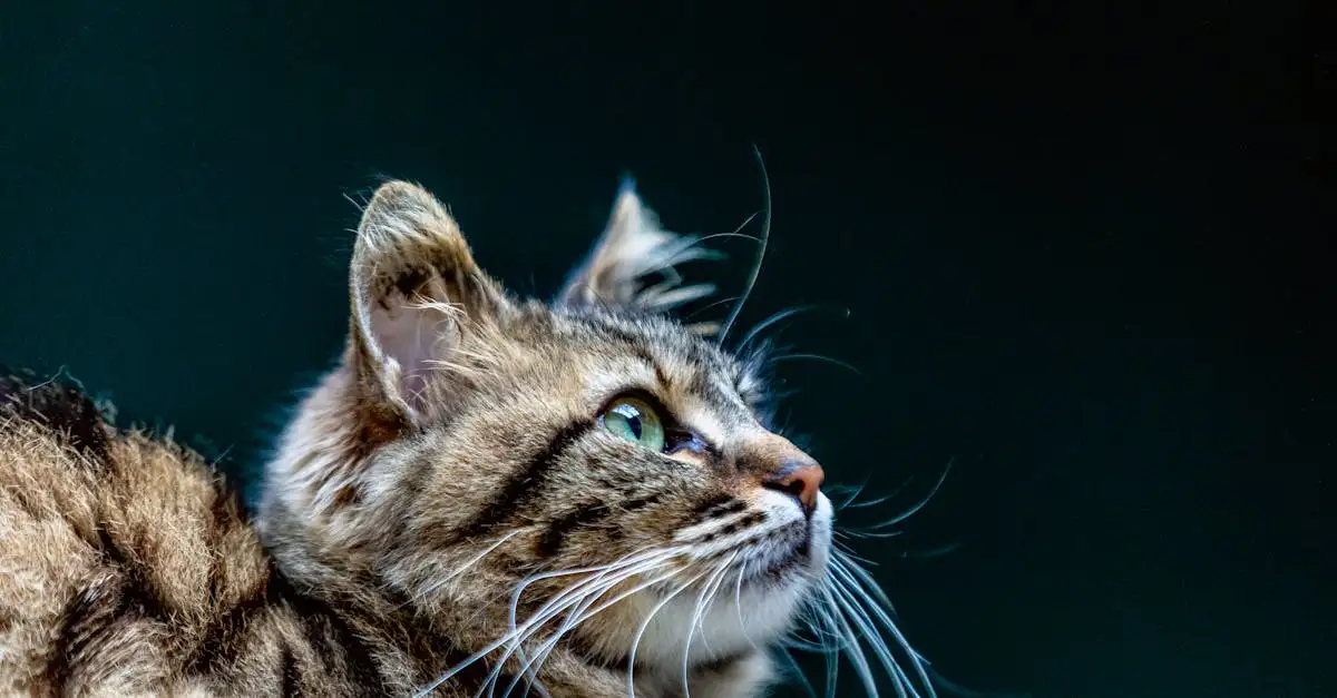 Kosten poes chippen? Info & prijzen | [Jaar]