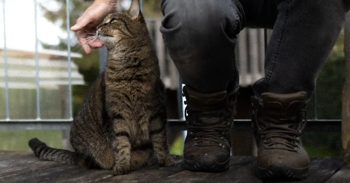 Kosten sterilisatie poes: Prijzen & info | [Jaar]