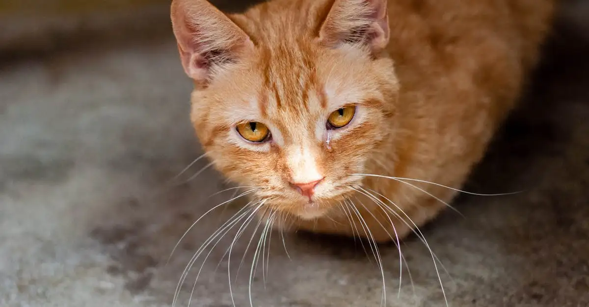 Liefdevol tehuis gezocht voor poes | Adopteer een kat