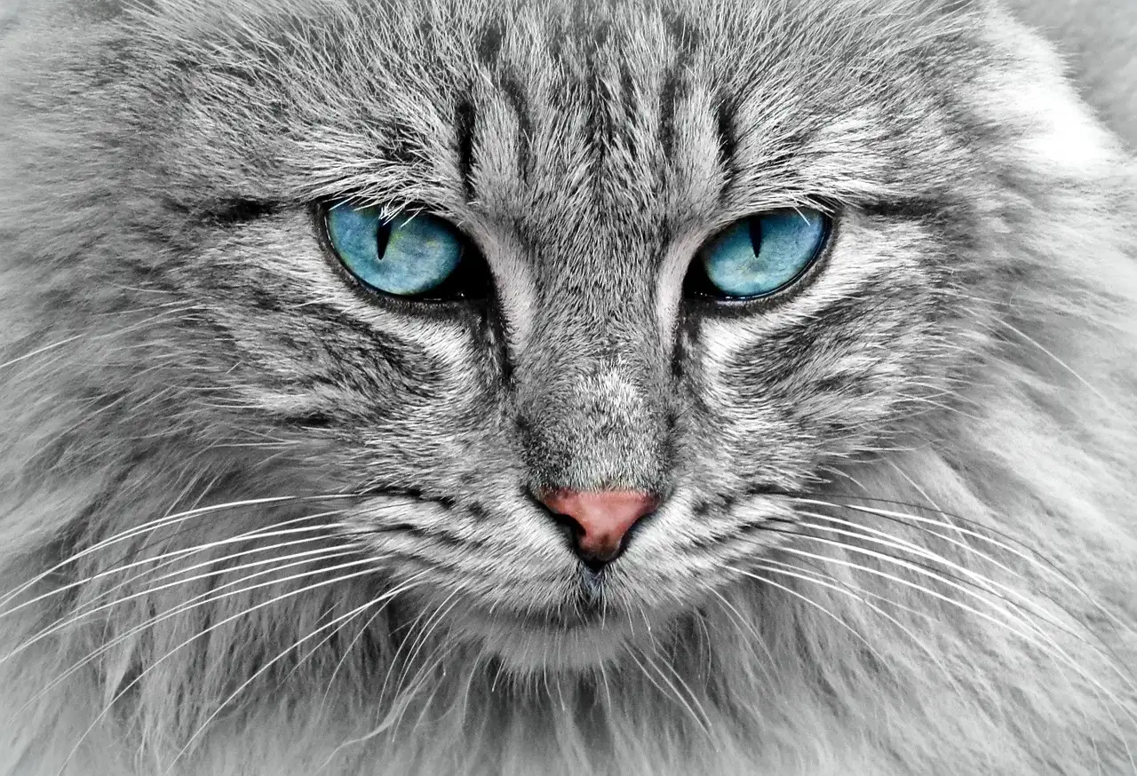 Lykoi poes: Alles over de wolfskat | Unieke katten