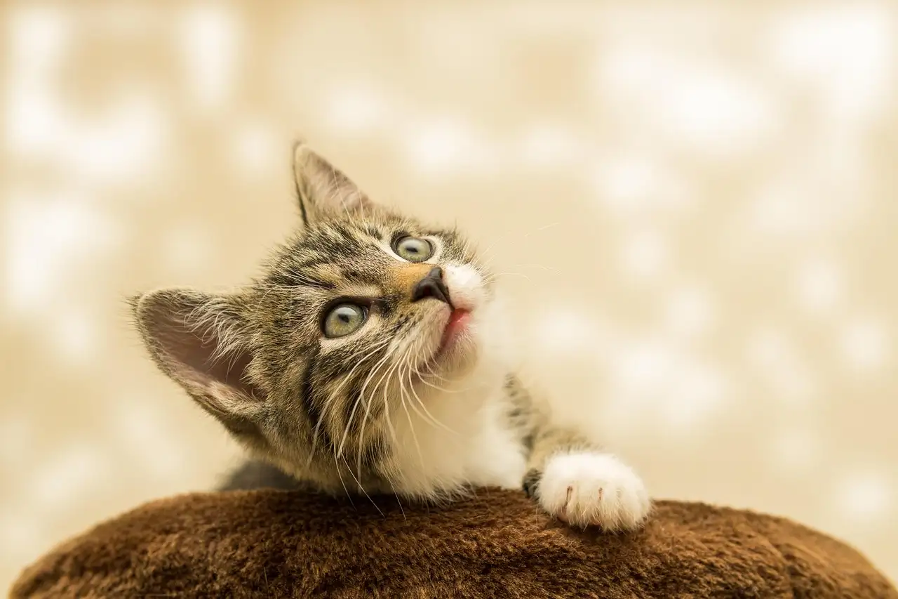 Mandje poes kopen? Groot assortiment kattenmandjes!