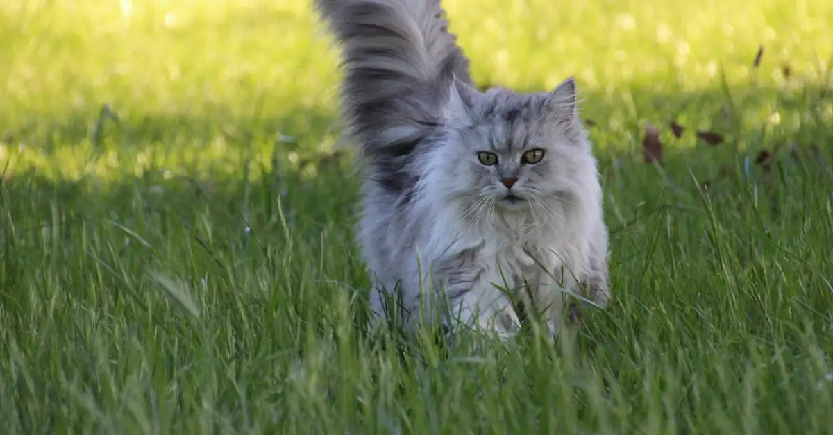 Perzische poes prijs: Wat kost een kitten? | Info & Tips