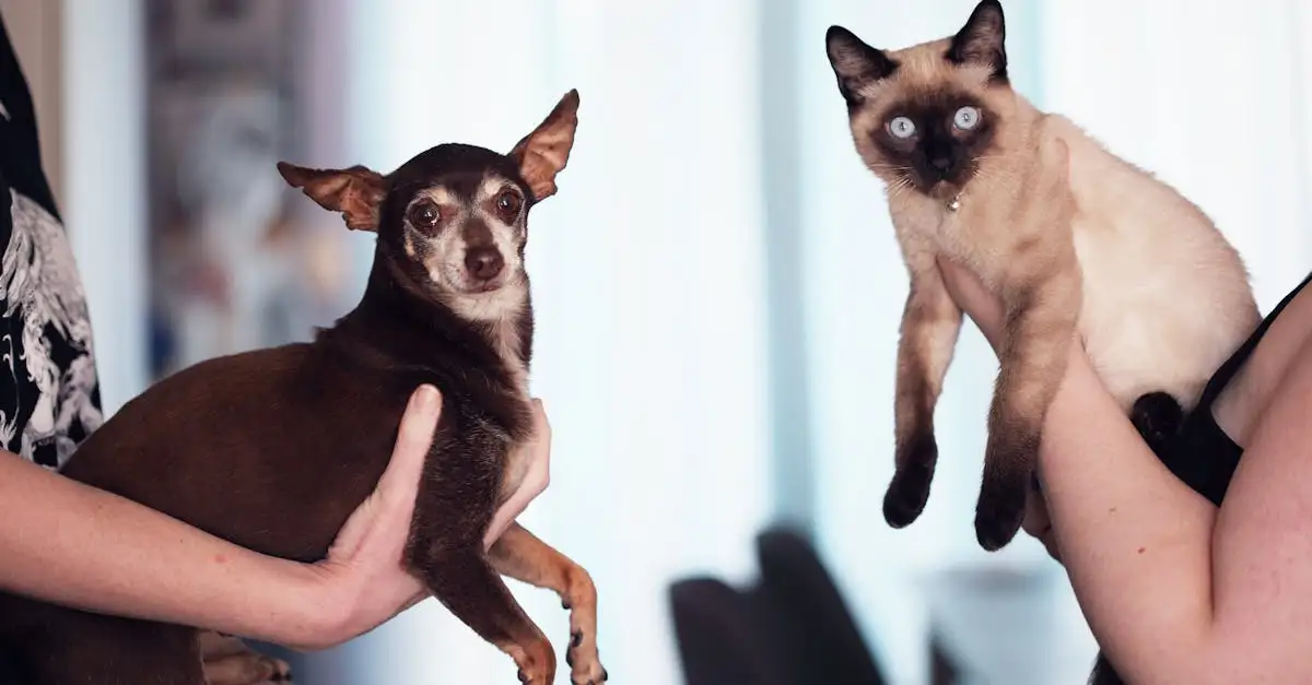 Pharmox Glucosamine voor Hond & Kat | Bestel Nu!