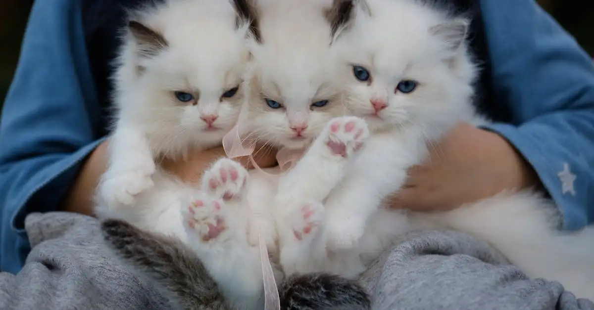 Poes adopteren? Vind een lieve poes in het asiel!