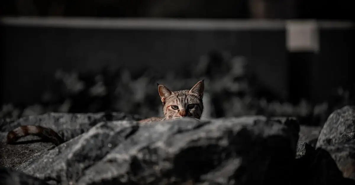 Poes Afbeeldingen: Mooie & Schattige Katten Foto's Bekijken