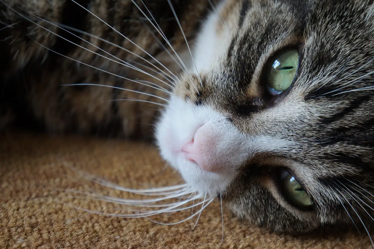 Poes dementie: Symptomen, oorzaken en behandeling
