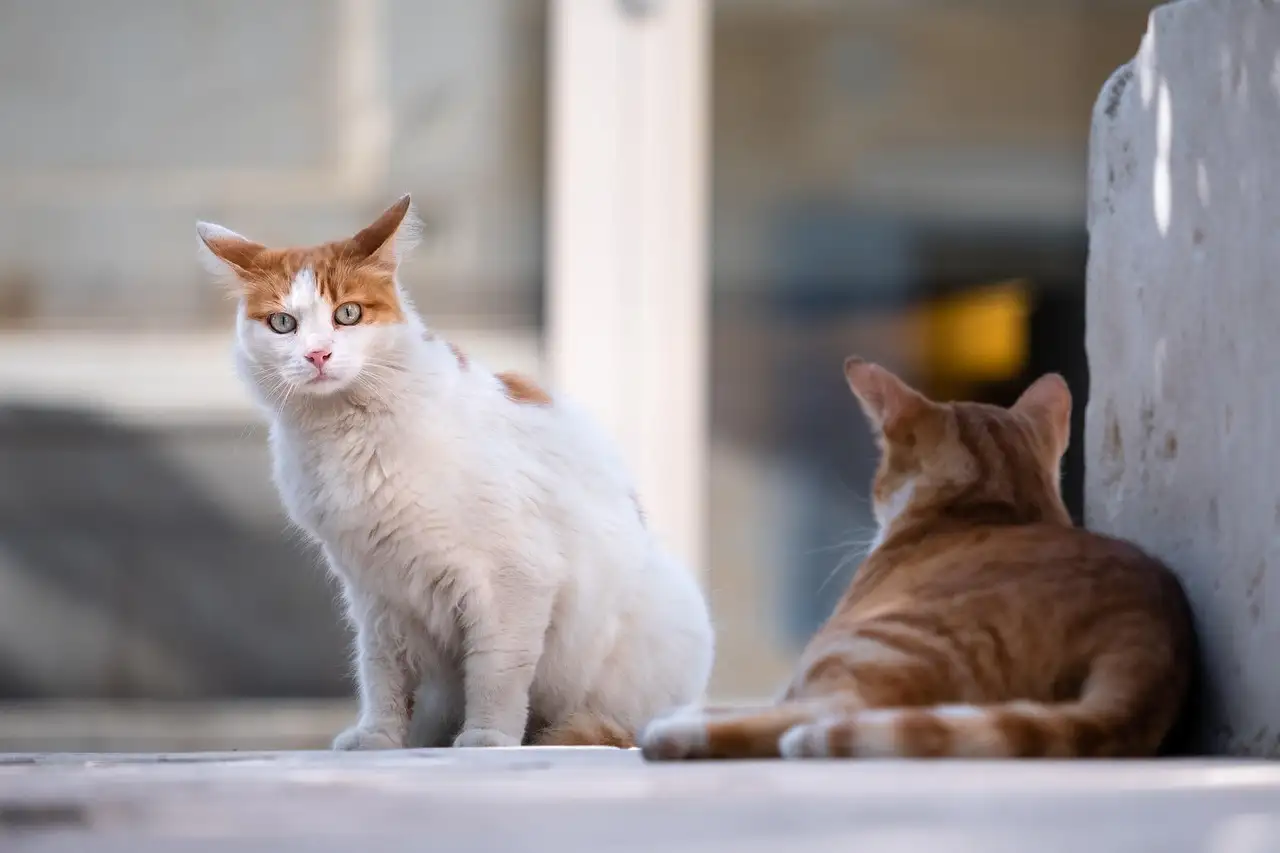 Poes feromonen: Wat zijn ze & hoe werken ze?