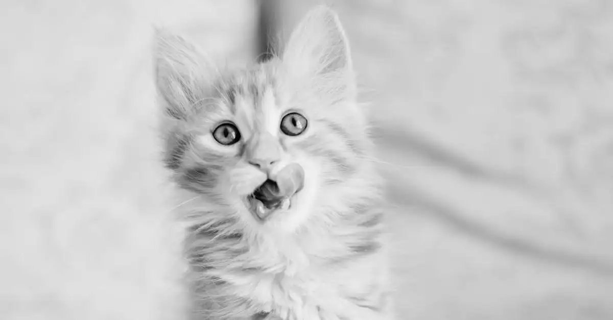 Poes geluiden: Alles over miauwen, spinnen en meer!