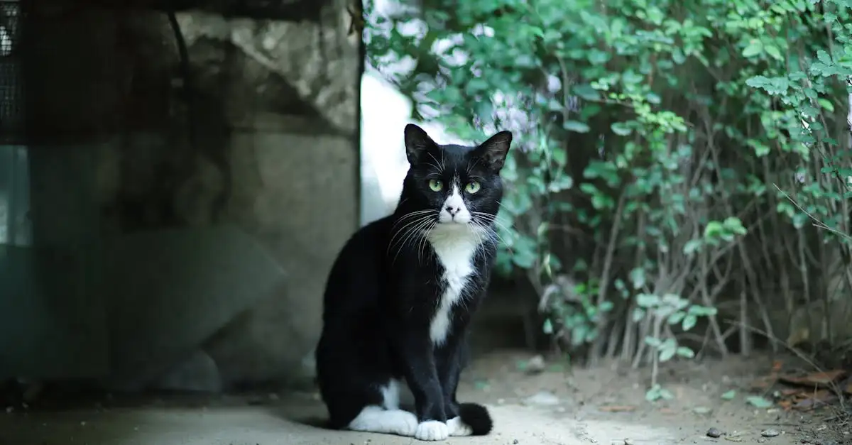Poes in de tuin houden: De poesrol als oplossing!