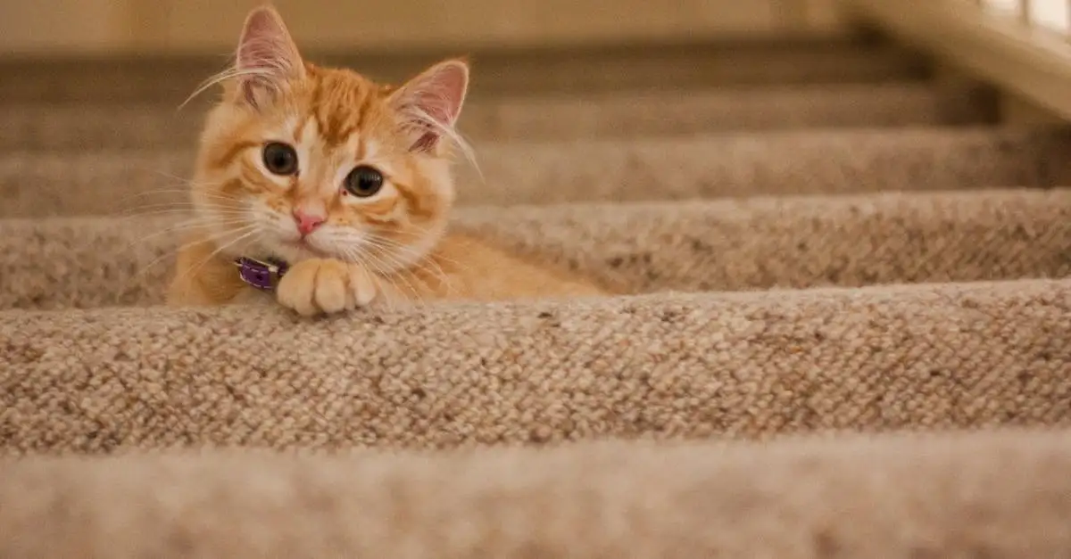Poes krabt trap? Oorzaken en oplossingen!