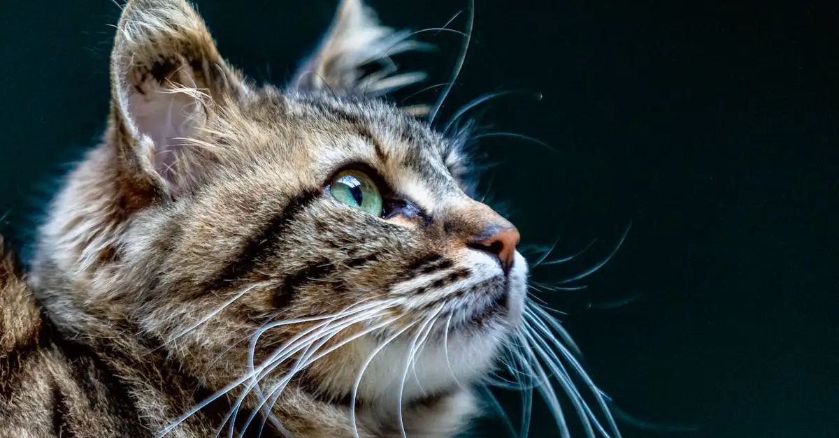 Poes lichaamstemperatuur: Normaal, meten & afwijkingen