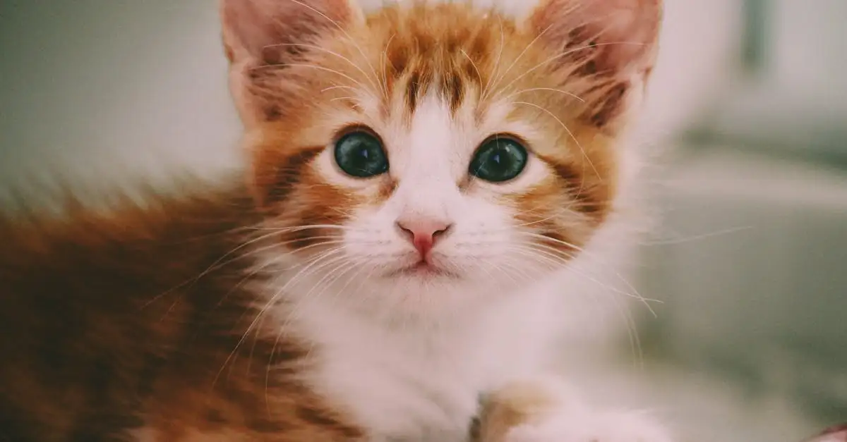 Poes met blauwe ogen: Alles over deze prachtige katten
