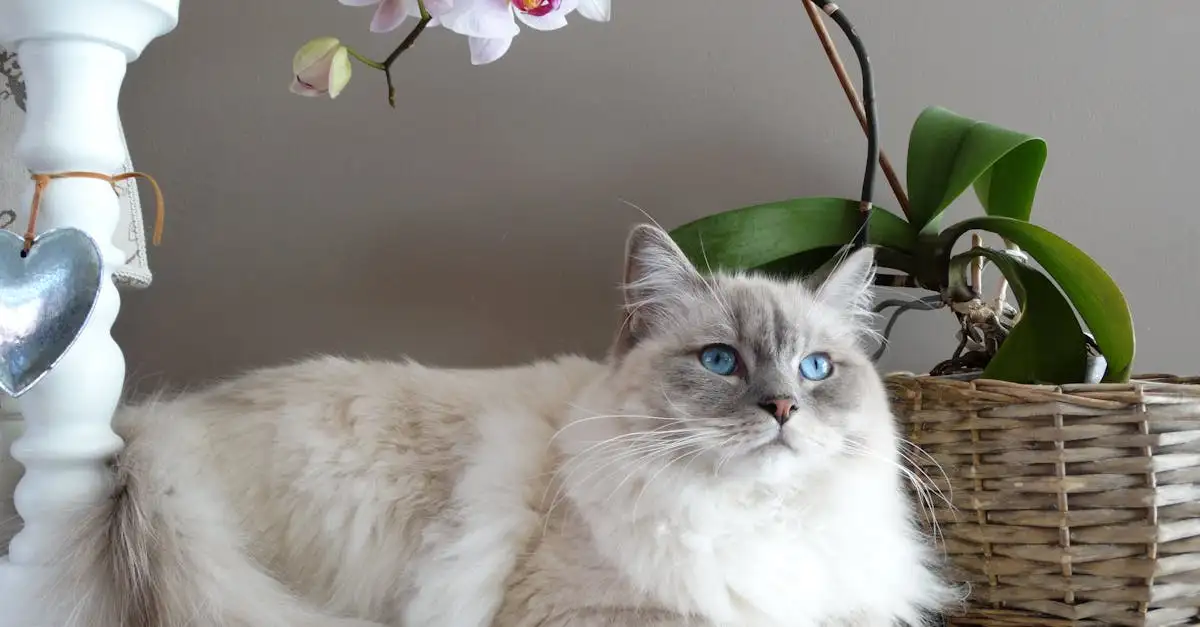 Poes met krullen: Zeldzame katten met gekruld haar!