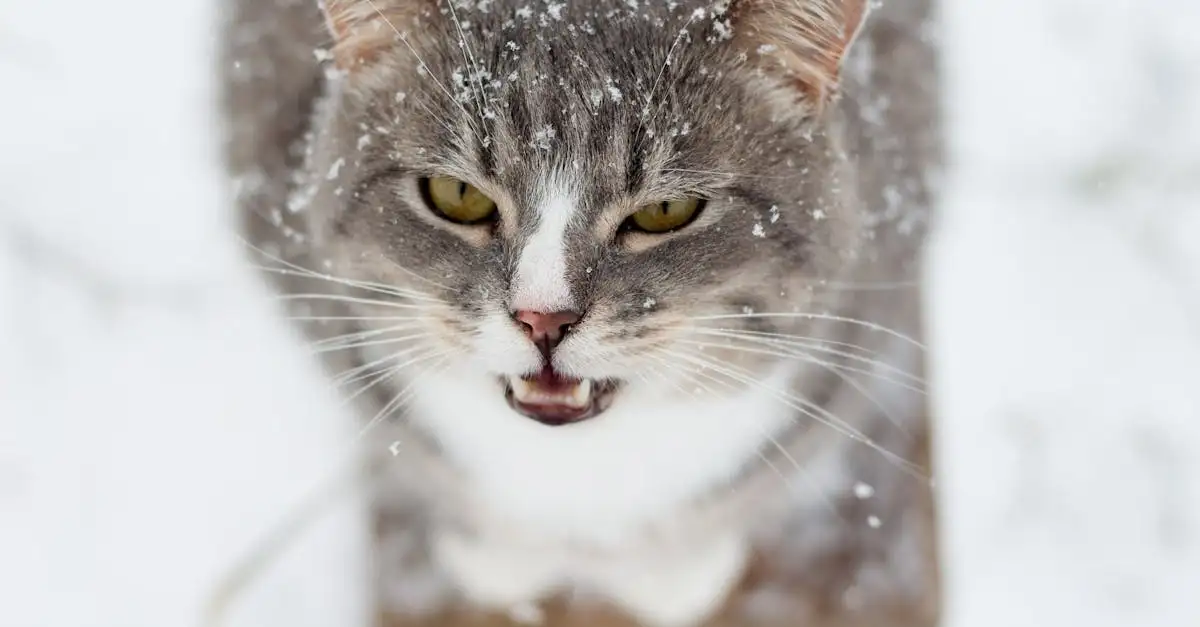 Poes miauwt veel? Oorzaken & tips om het te verminderen