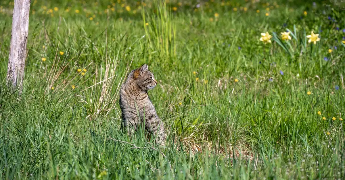Poes poept in tuin: Oplossingen en tips tegen poepoverlast