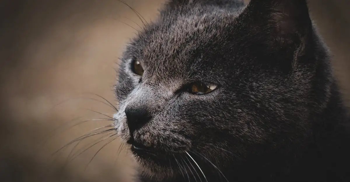 Poes rassen: Ontdek de perfecte kat voor jou!