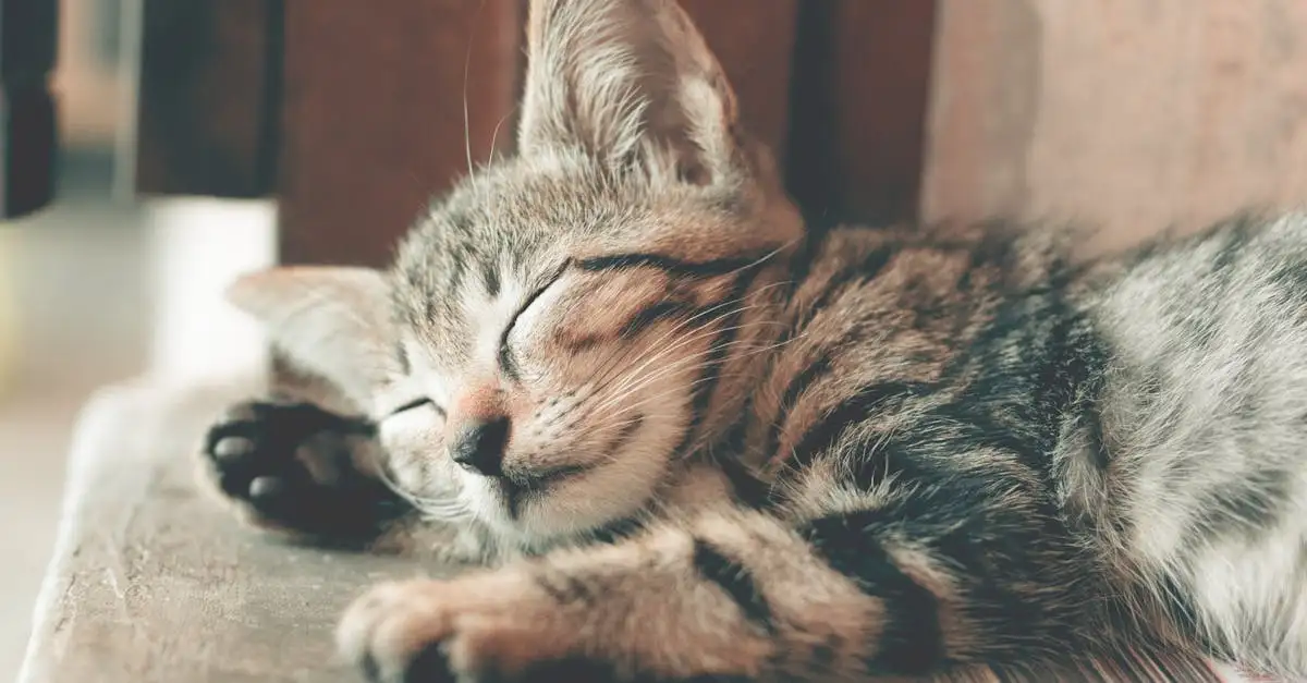 Poes slaapt veel? Oorzaken & tips voor een actieve kat