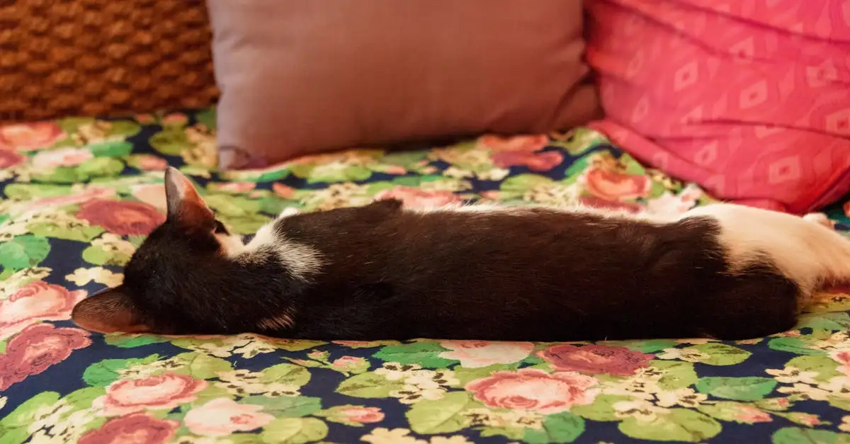 Poes slaapt veel? Oorzaken & tips voor een actieve kat