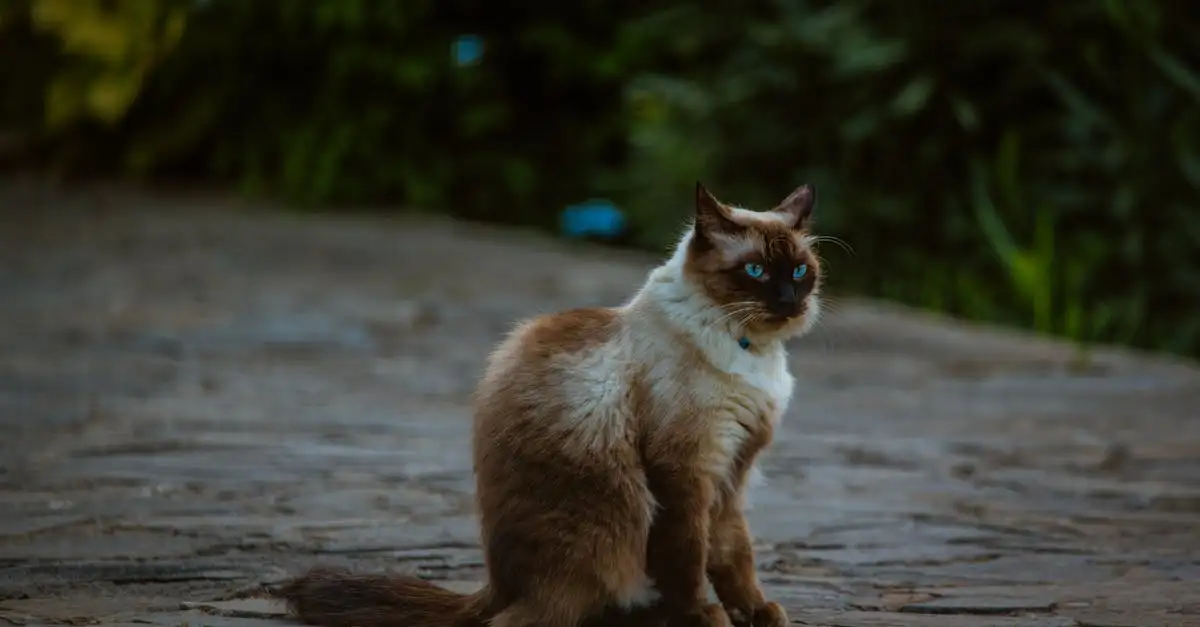 Poes Stratford: Alles over dit unieke kattenras