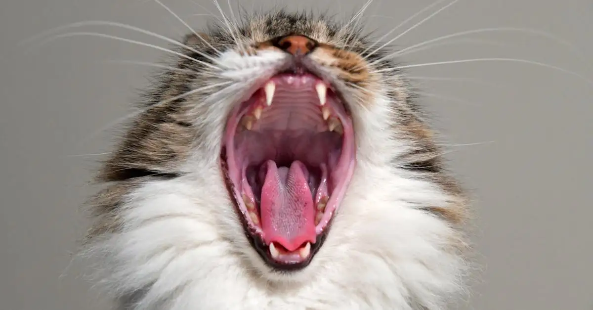 Poes tanden poetsen: Tips & hoe je het aanpakt