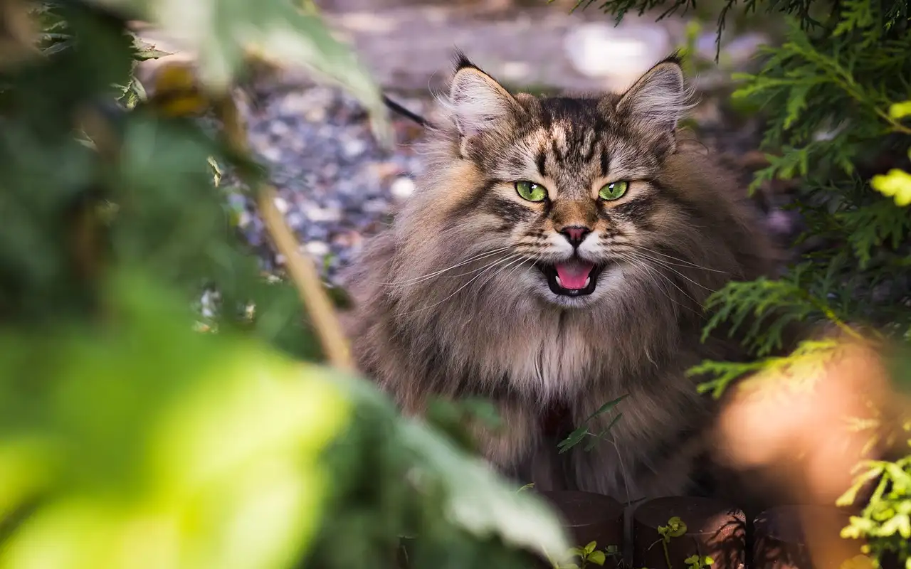 Poes urine met bloed: Oorzaken & wat te doen