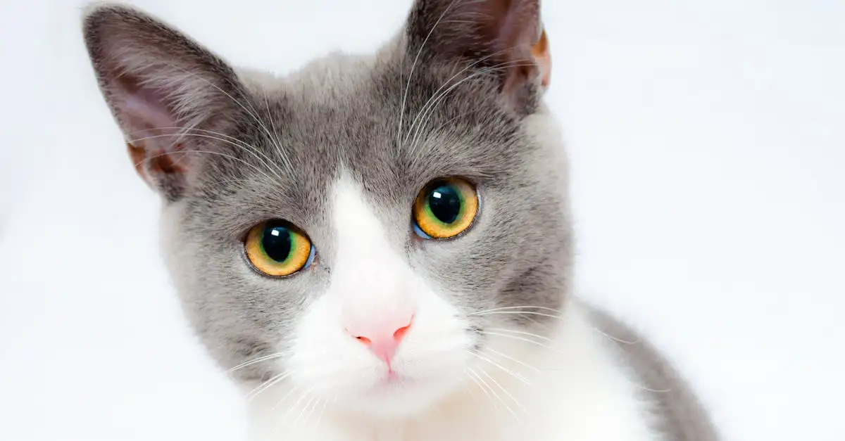 Poes vakantieopvang: Veilige & liefdevolle verzorging