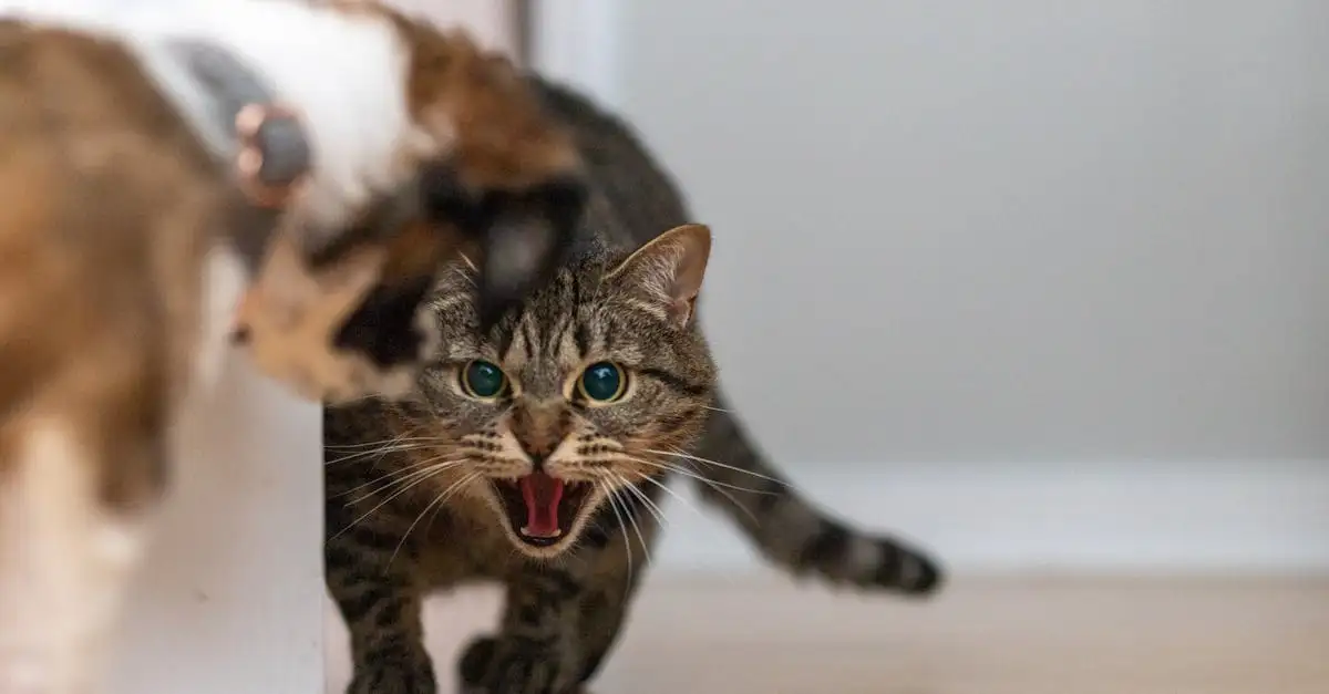 Poes valt aan? Oorzaken en oplossingen voor agressie