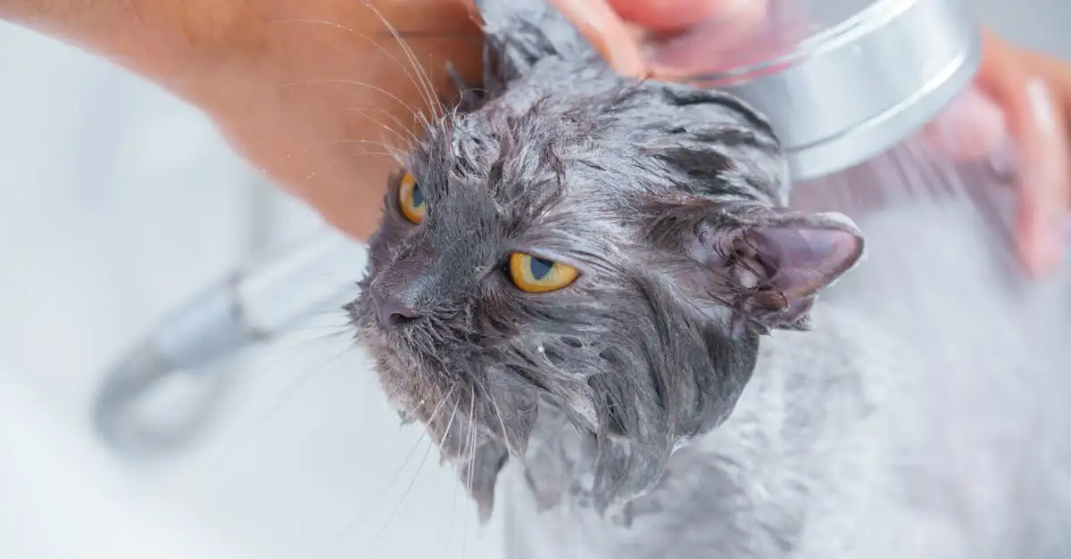 Poes wassen: Zo houd je je kat schoon en gezond