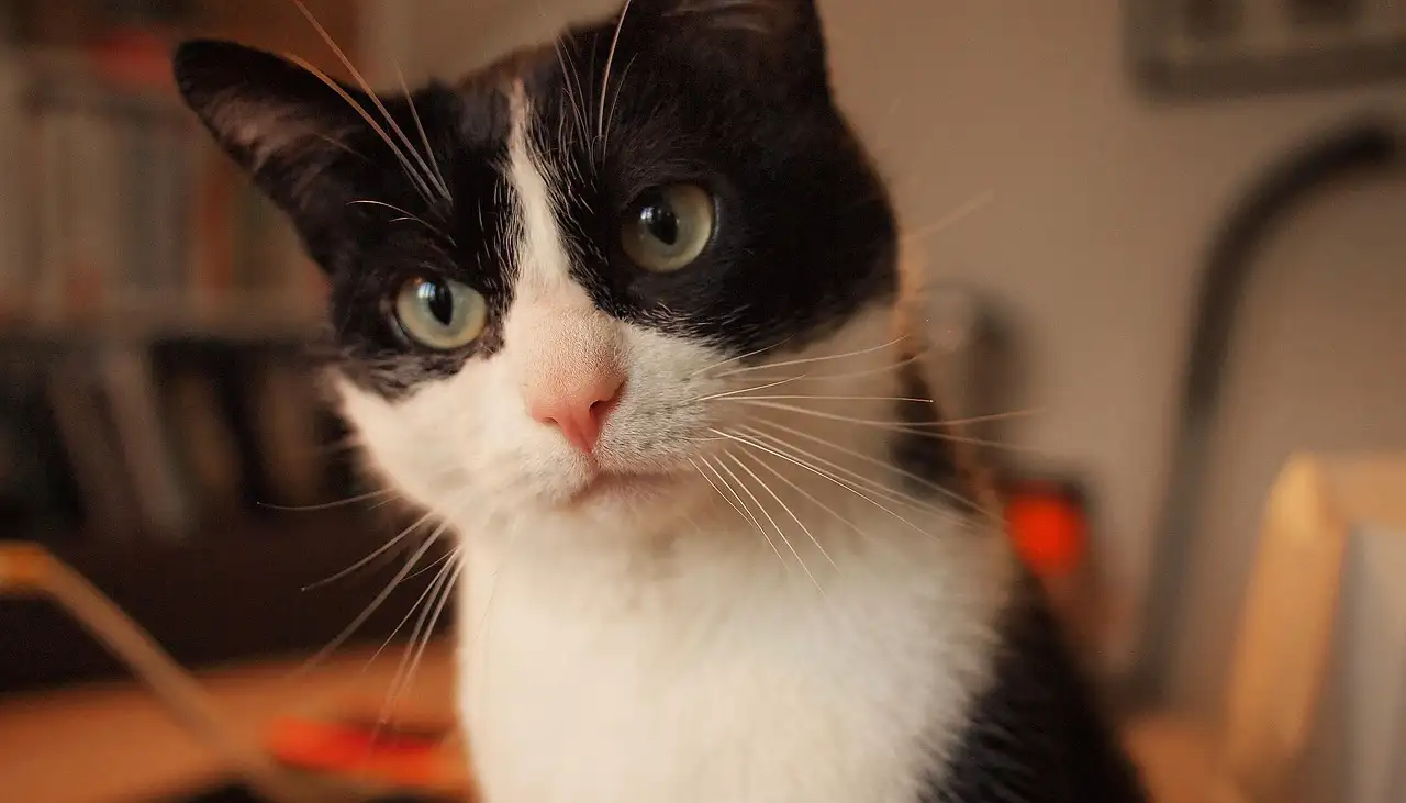 Poes zwanger? Alles over de zwangerschap van je kat
