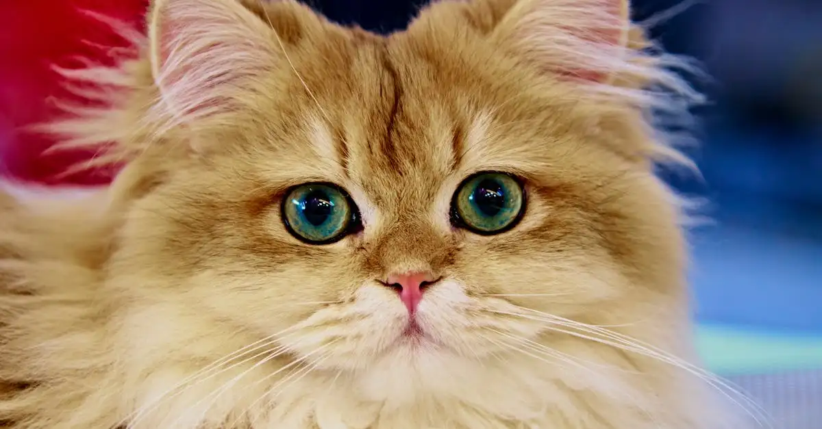 Rode poes: Alles over rode kattenrassen & verzorging