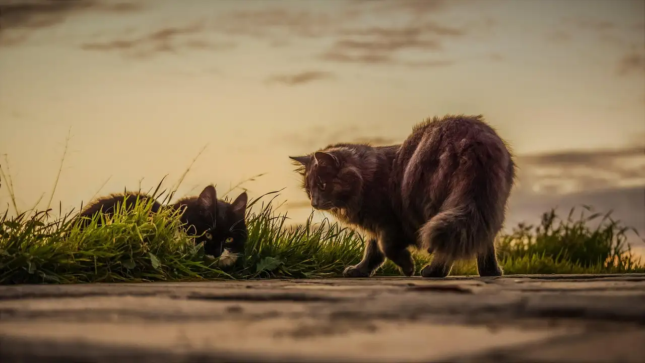 Schilderij met poes kopen? Prachtige katten schilderijen!