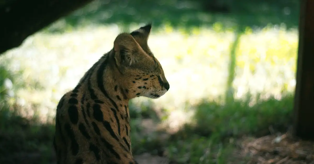 Serval poes: Alles over deze wilde katachtige [2 karakters over]