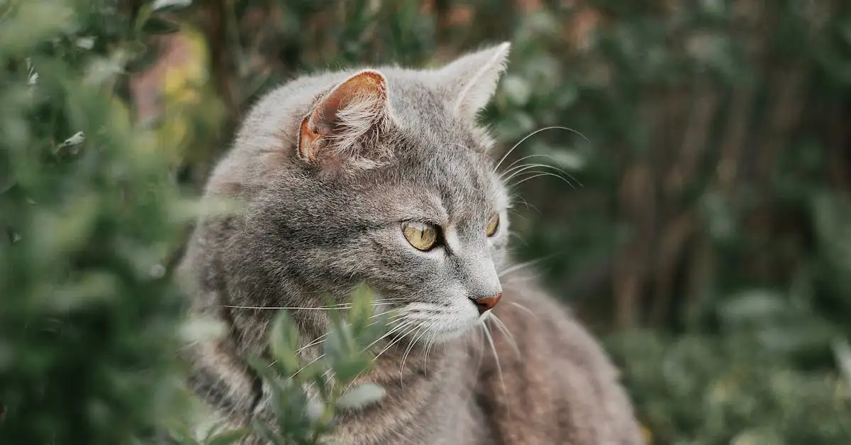 Waarom plast je kat in huis? Oorzaken & oplossingen