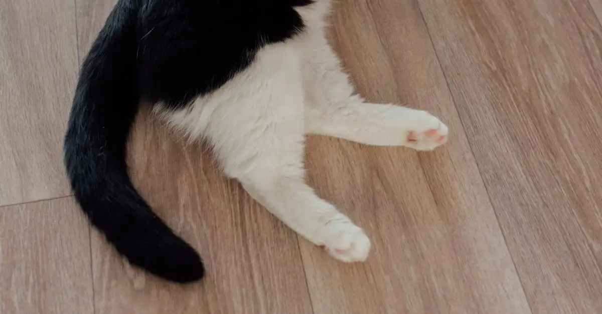 Waarom trilt mijn poes met haar staart? Oorzaken & uitleg