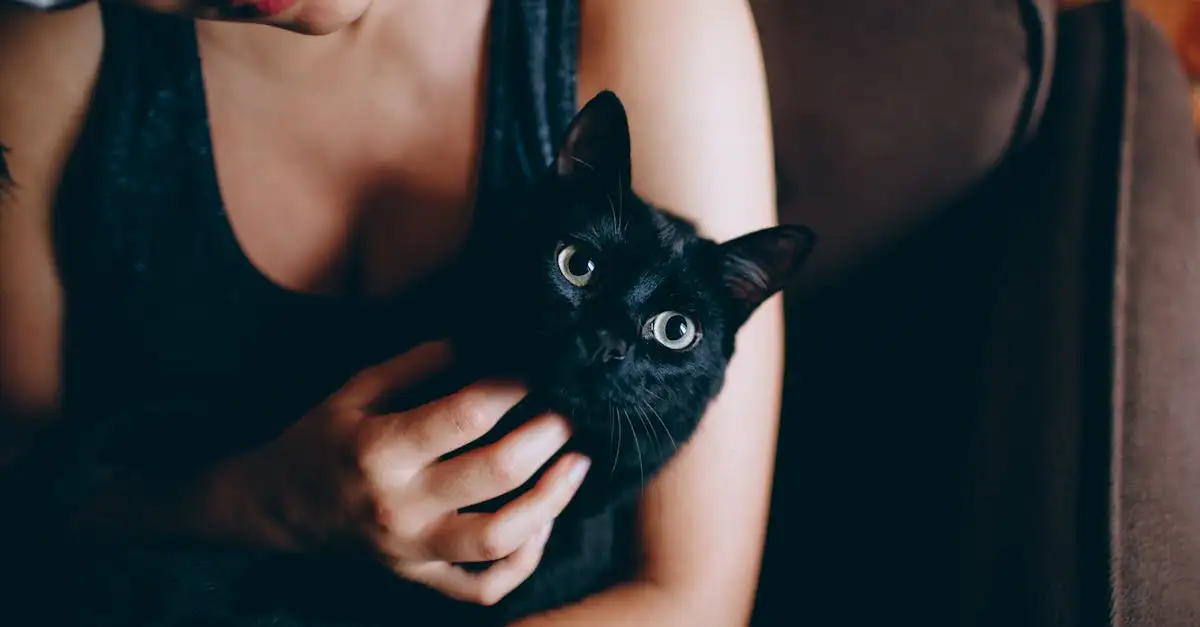 Zwarte poes knuffel kopen? Lief, zacht & knuffelbaar!